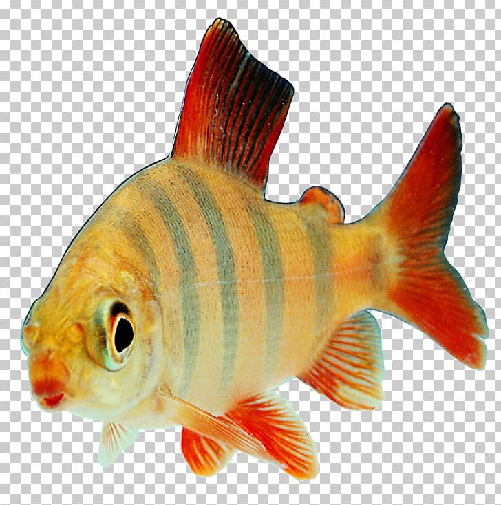 Fish Transparency And Translucency PNG, Clipart, Animal, Animals, Aquarium Fish, Bony Fish, Clipping Path Free PNG Download
