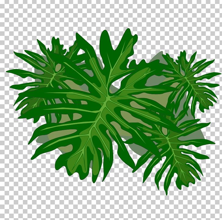 Philodendron Undulatum Computer Icons PNG, Clipart, Computer Icons, Desktop Wallpaper, Download, Encapsulated Postscript, Herbalism Free PNG Download