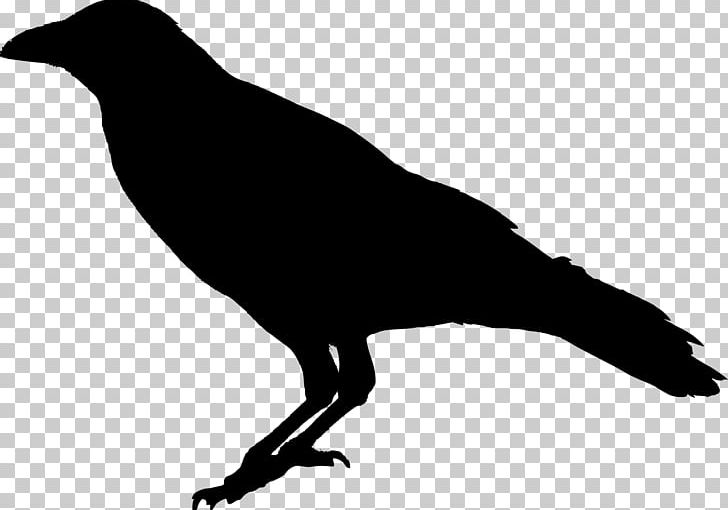 The Raven Common Raven PNG, Clipart, Animals, Animation, Beak, Bird, Bit Free PNG Download