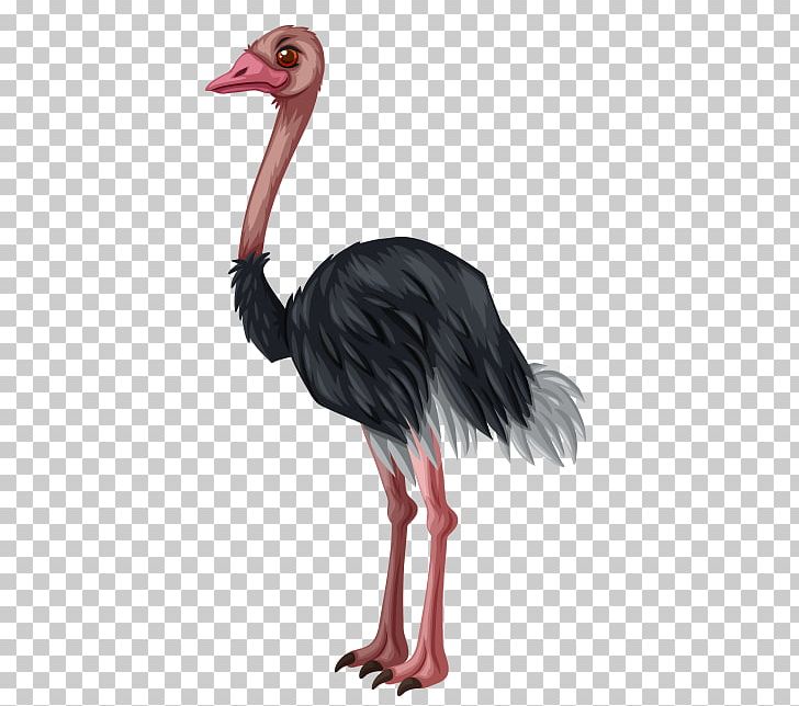 Common Ostrich Bird PNG, Clipart, Animals, Beak, Bird, Common Ostrich, Depositphotos Free PNG Download