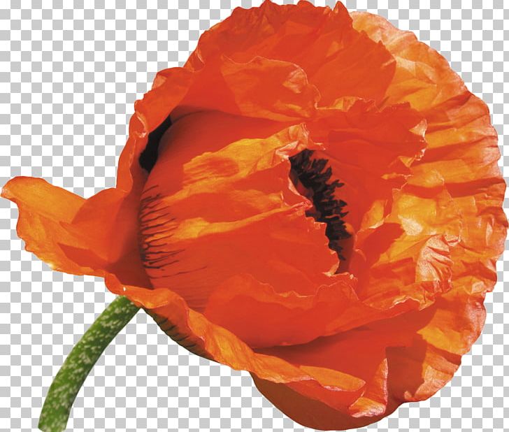Common Poppy Opium Poppy Flower PNG, Clipart, Common Poppy, Computer Icons, Flower, Flowering Plant, Nature Free PNG Download