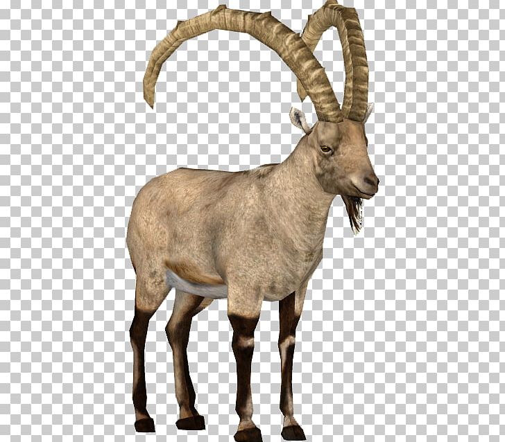 Goat Argali Barbary Sheep Alpine Ibex PNG, Clipart, Alpine Ibex, Animal, Animals, Antelope, Argali Free PNG Download