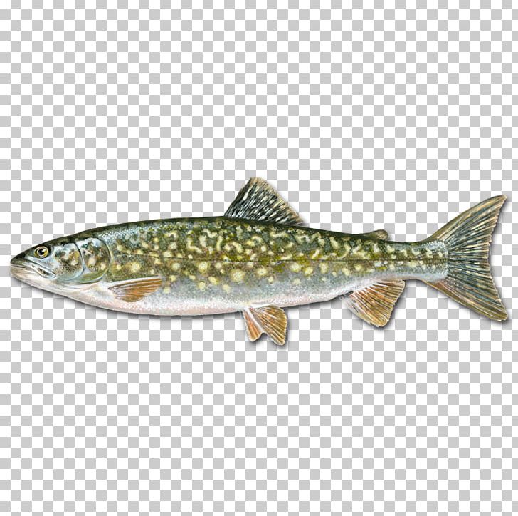 Rainbow Trout Salmon Cutthroat Trout Grass Carp PNG, Clipart, Animal, Biology, Bony Fish, Cutthroat Trout, Equestrian Free PNG Download
