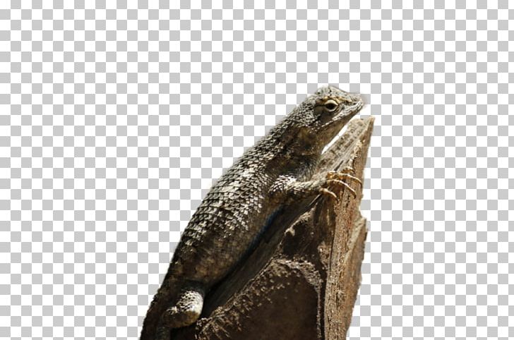 Agamas Common Iguanas Lizard Advertising PNG, Clipart, Advertising, Agama, Agamidae, Animals, Common Iguanas Free PNG Download