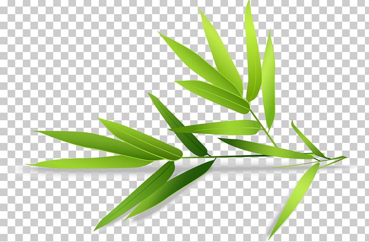 Bamboo Cosmetics Shampoo Euclidean PNG, Clipart, Bamboo Leaves, Bamboo Vector, Dandruff, Face, Grass Free PNG Download