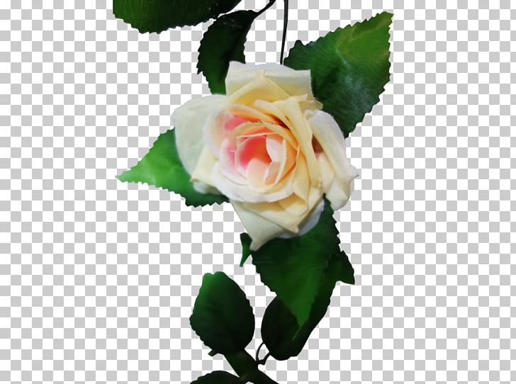 Garden Roses Centifolia Roses Cut Flowers Rosaceae PNG, Clipart, Centifolia Roses, Cut Flowers, Family, Flower, Flowering Plant Free PNG Download