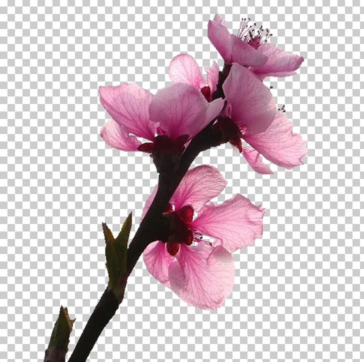 Flower Gratis Euclidean PNG, Clipart, Blossom, Blossoms, Branch, Cherry Blossom, Cherry Blossoms Free PNG Download