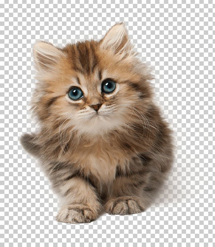 Kitten Cat Cute PNG, Clipart, Animals, Cats Free PNG Download