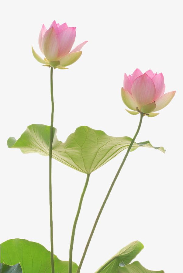 Love Lotus Said Lotus PNG, Clipart, Beautiful, Chinese, Chinese Style, Flowers, Leaf Free PNG Download