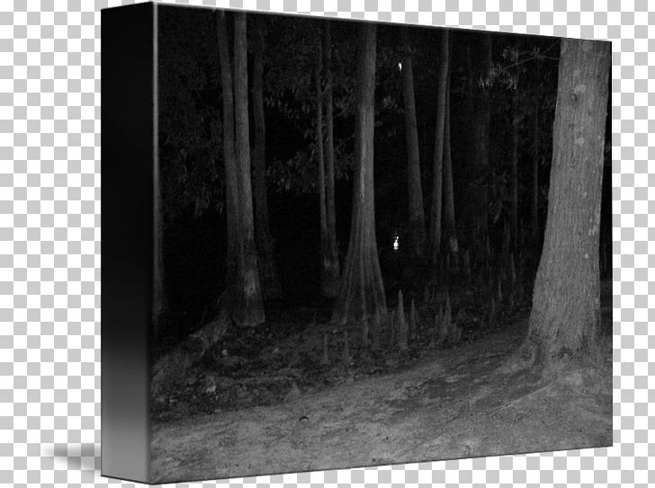 /m/083vt Photography Night In The Woods PNG, Clipart, Art, Black, Black And White, Canvas, Desktop Wallpaper Free PNG Download