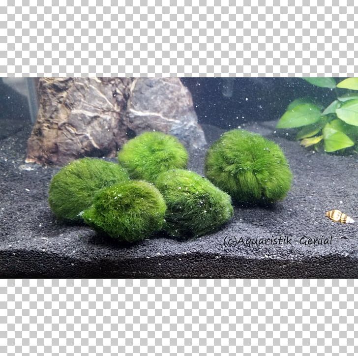 Marimo Aquarium Green Algae Aquatic Plants PNG, Clipart, Algae, Aquarium, Aquarium Decor, Aquatic Plant, Aquatic Plants Free PNG Download