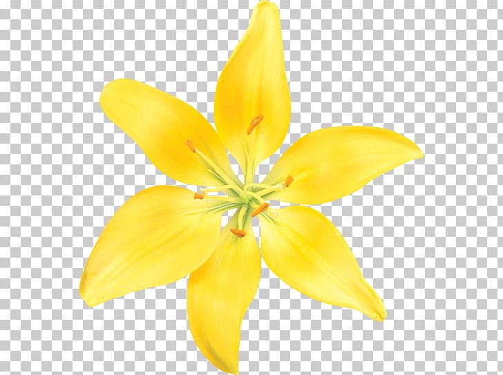 Lilium Cut Flowers Petal PNG, Clipart, Cut Flowers, Desktop Wallpaper, Download, Drawing, Floral Design Free PNG Download