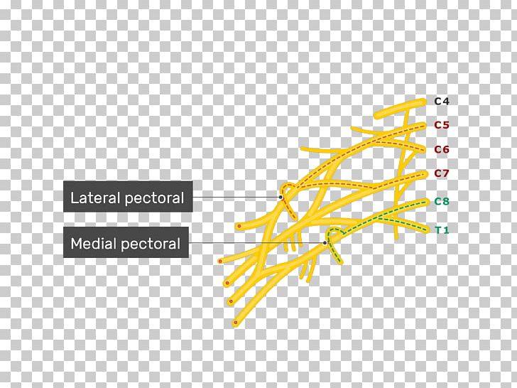 Lower Subscapular Nerve Upper Subscapular Nerve Subscapularis Muscle Thoracodorsal Nerve PNG, Clipart, Angle, Brachial Plexus, Brand, Diagram, Graphic Design Free PNG Download