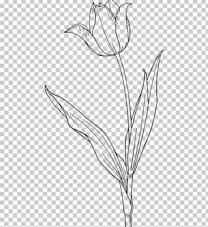 Tulip Drawing PNG, Clipart, Art, Artwork, Black And White, Branch, Cut Flowers Free PNG Download