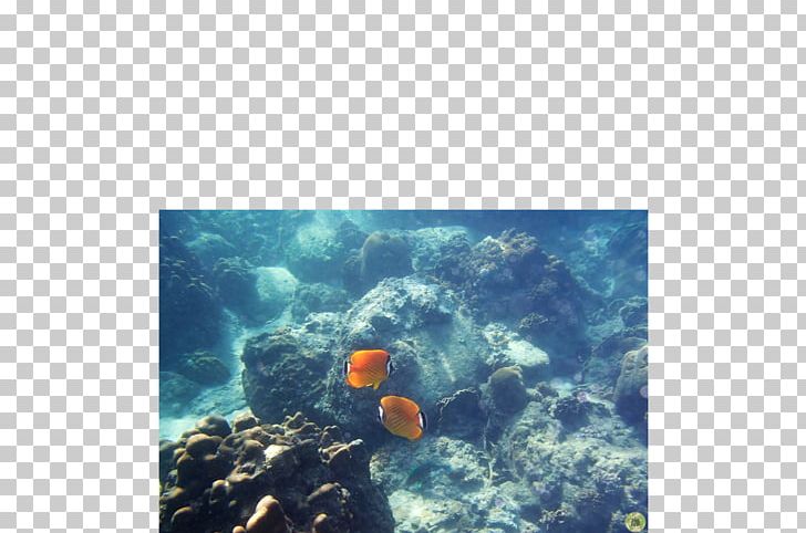 Coral Reef Fish Sea Underwater PNG, Clipart, Aquarium, Biology, Coral, Coral Reef, Coral Reef Fish Free PNG Download