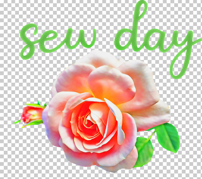 Sew Day PNG, Clipart, Cabbage Rose, Cut Flowers, Floral Design, Flower, Garden Free PNG Download