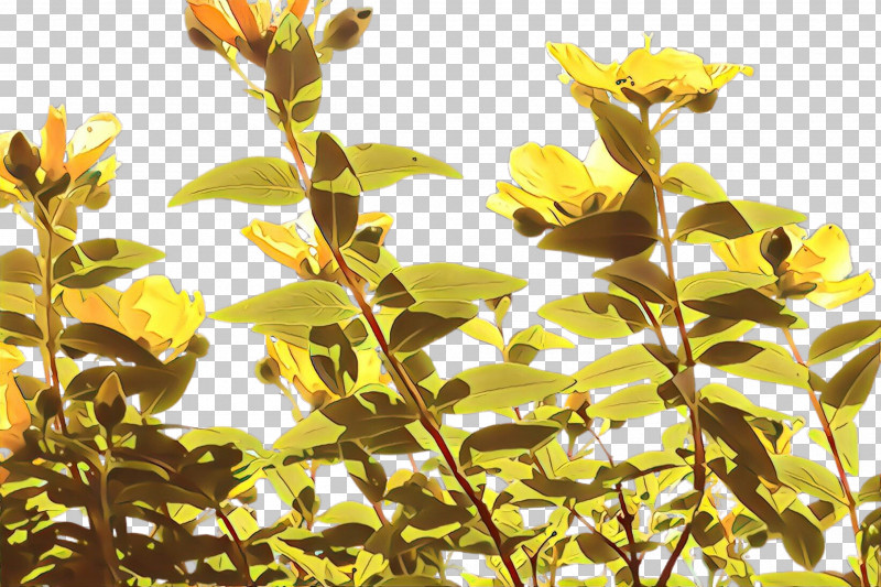 Flower Plant Yellow Leaf Branch PNG, Clipart, Branch, Flower, Hypericum, Leaf, Plant Free PNG Download
