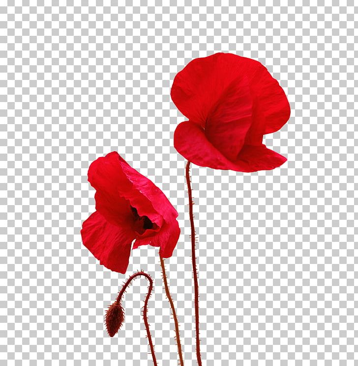 Common Poppy Painting Painter PNG, Clipart, Art, Blog, Clip Art, Common Poppy, Coquelicot Free PNG Download