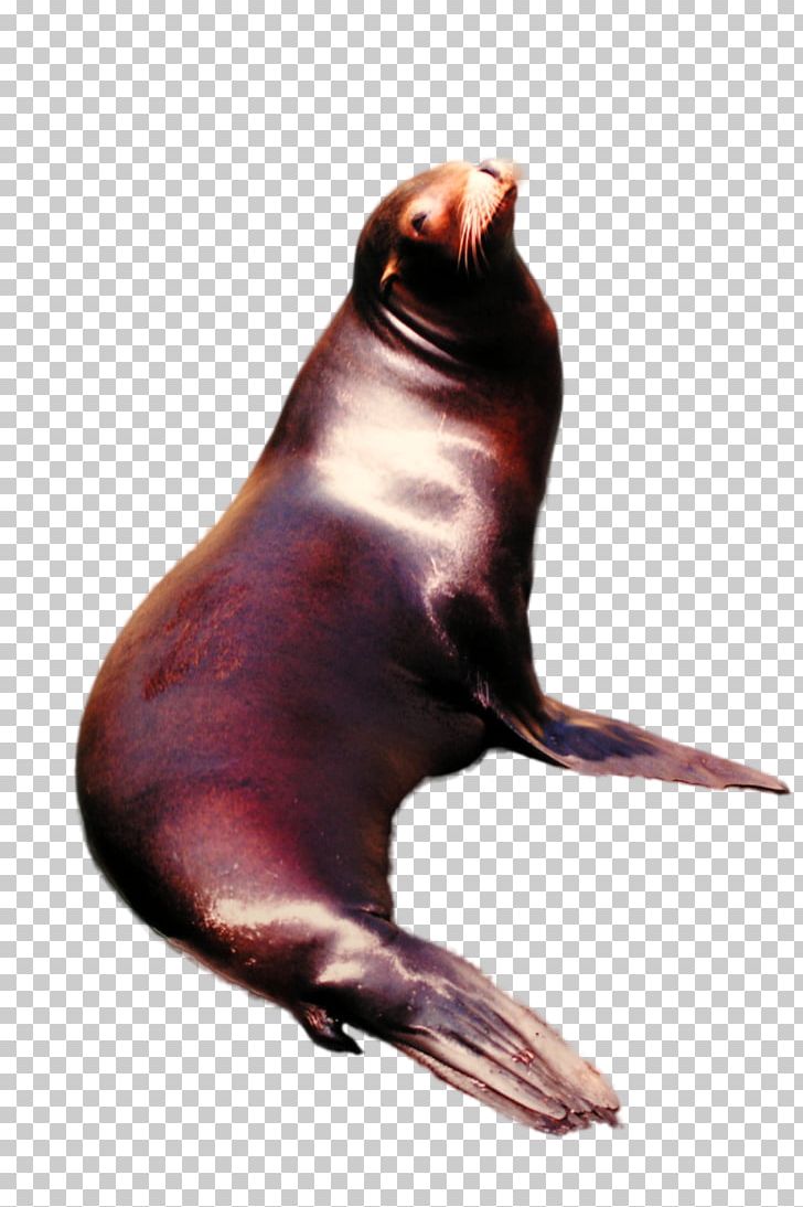 Sea Lion Walrus Marine Mammal Pinniped PNG, Clipart, Animal, Animals, Fauna, Lion, Mammal Free PNG Download