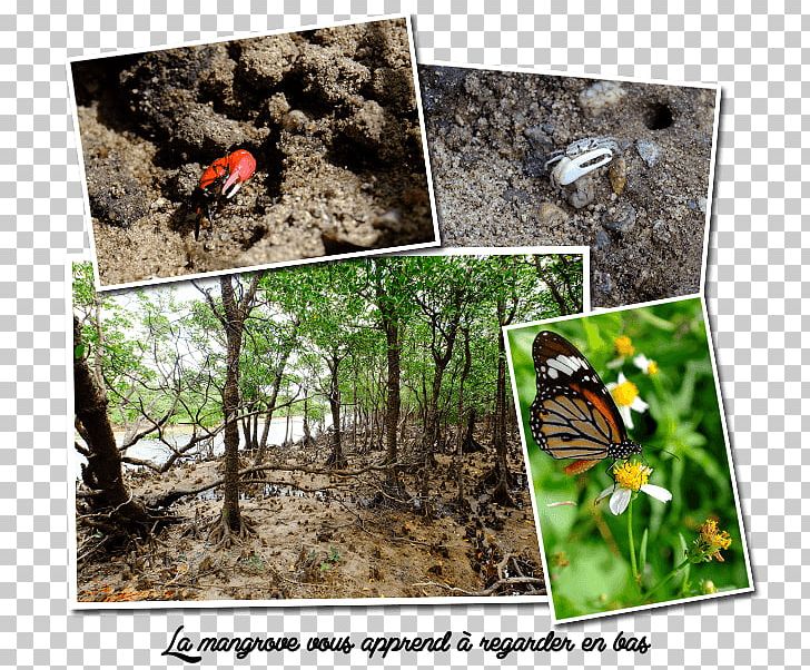 Butterfly Ishigaki PNG, Clipart, Archipelago, Arthropod, Butterflies And Moths, Butterfly, Ecosystem Free PNG Download