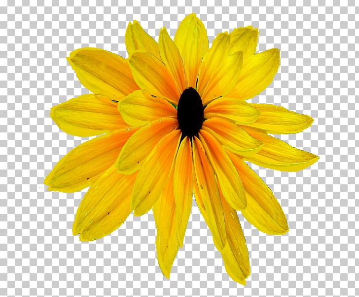 Daisy Family Chrysanthemum Transvaal Daisy Common Sunflower PNG, Clipart, Chrysanthemum, Chrysanths, Closeup, Common Daisy, Common Sunflower Free PNG Download
