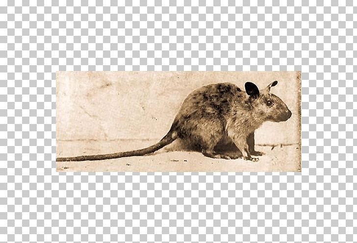 Gerbil Computer Mouse Fauna Family Description PNG, Clipart, Animal, Computer Mouse, Description, Electronics, Family Free PNG Download