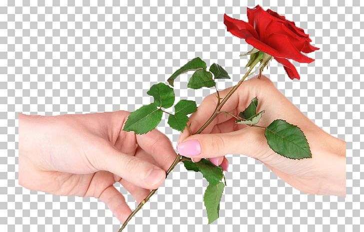 Stock Photography Rose Chandi Ki Deewar PNG, Clipart, Cut Flowers, Desktop Wallpaper, Finger, Floral Design, Floristry Free PNG Download