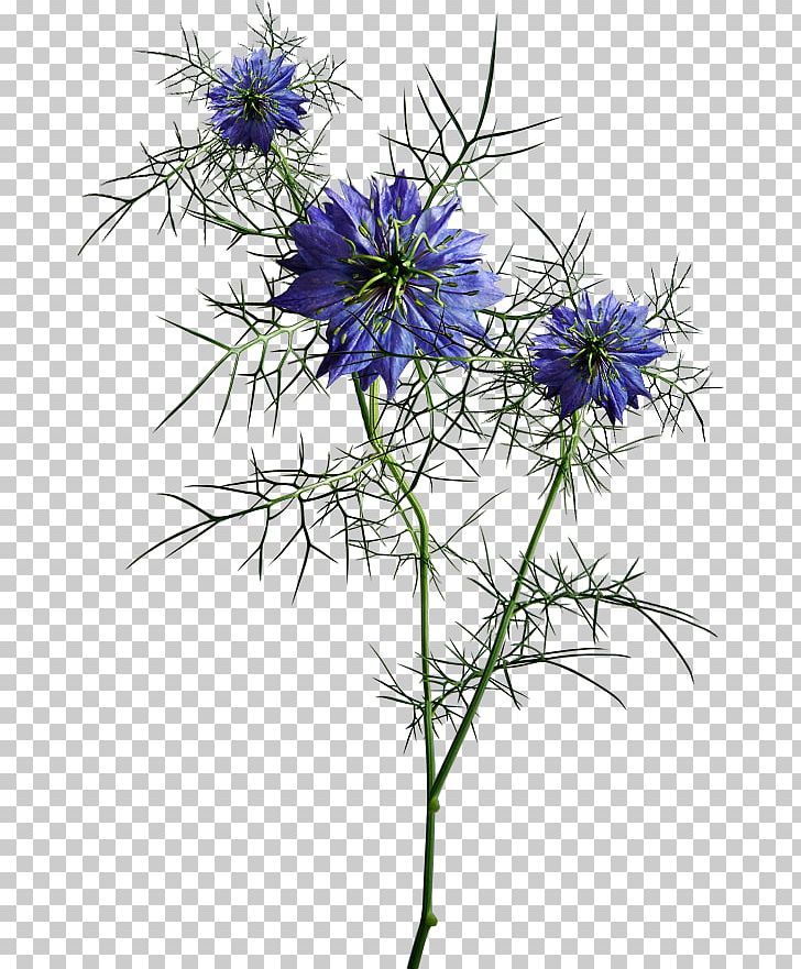 Wildflower PNG, Clipart, Aster, Cari, Chicory, Cicek, Color Free PNG Download