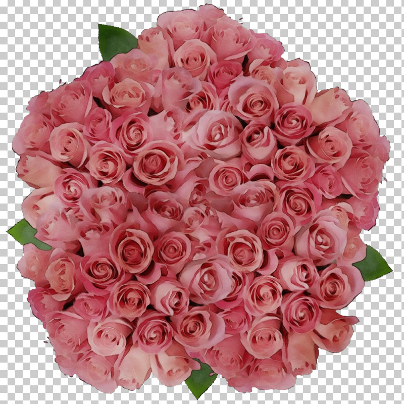 Garden Roses PNG, Clipart, Cabbage Rose, Cut Flowers, Family, Floral Design, Floribunda Free PNG Download