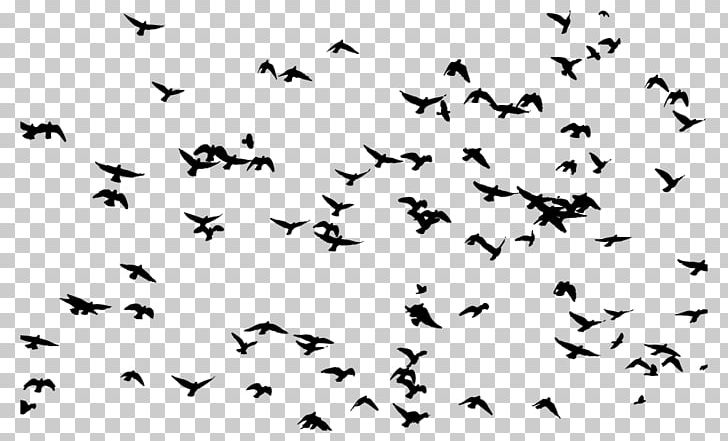 Bird Flight Flock Bird Flight PNG, Clipart, Animal, Animal Migration, Beak, Bird, Bird Flight Free PNG Download