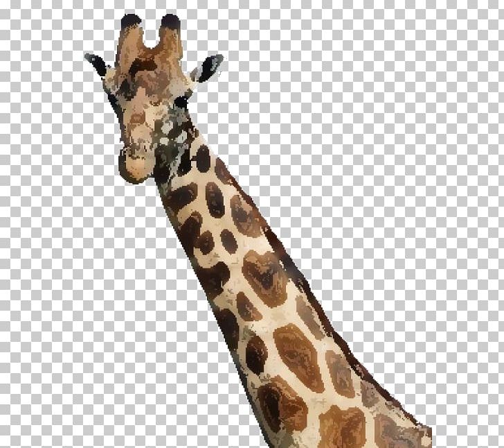 How Tall Is A Giraffe? Maasai Mara Wildebeest Oloirien PNG, Clipart, Animal, Animals, Fauna, Illustrator, Ink Free PNG Download