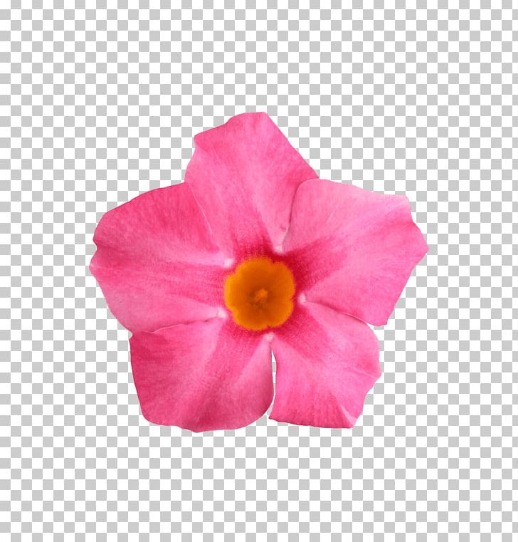 Rocktrumpet Flower Petal Rose PNG, Clipart, Brand, Dipladenia, Flower, Flowering Plant, Glitter Free PNG Download