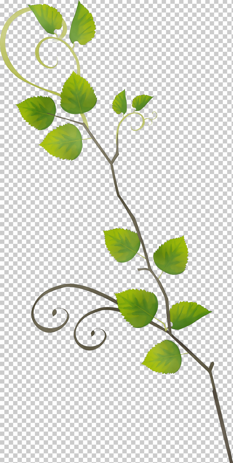 Flower Leaf Plant Branch Plant Stem PNG, Clipart, Branch, Flower, Leaf, Paint, Plant Free PNG Download