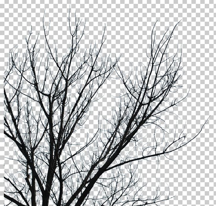 Branch Tree Black And White PNG, Clipart, Black, Black And White, Branch, Camping, Dark Free PNG Download