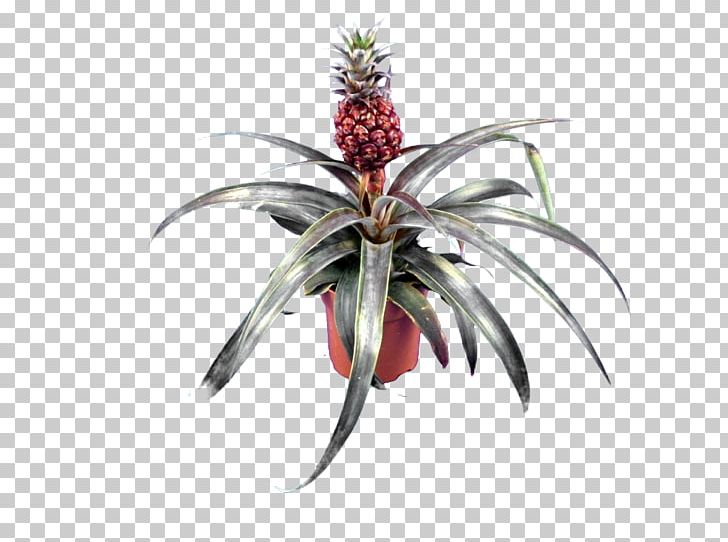 Bromeliads Embryophyta Pineapple Succulent Plant Variegation PNG, Clipart, Bromeliaceae, Bromeliads, Burknar, Cactaceae, Cattail Free PNG Download