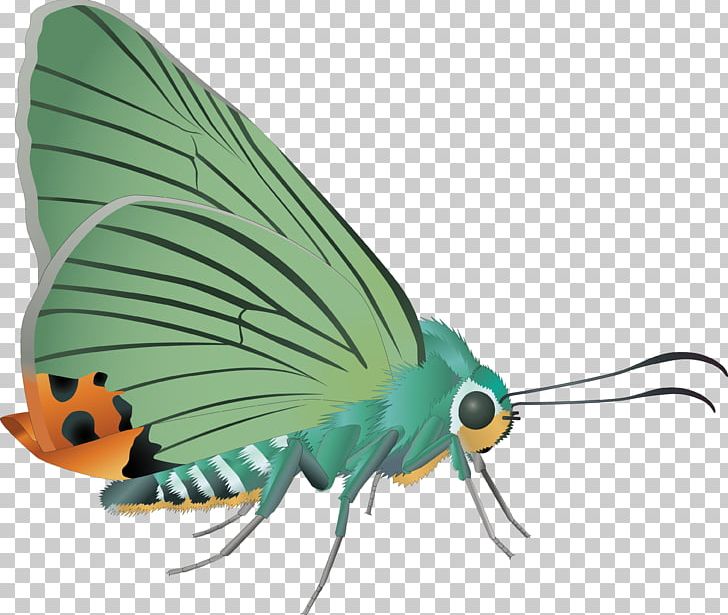 Butterfly Moth Insect PNG, Clipart, Arthropod, Brush Footed Butterfly, Butterflies And Moths, Butterfly, Download Free PNG Download