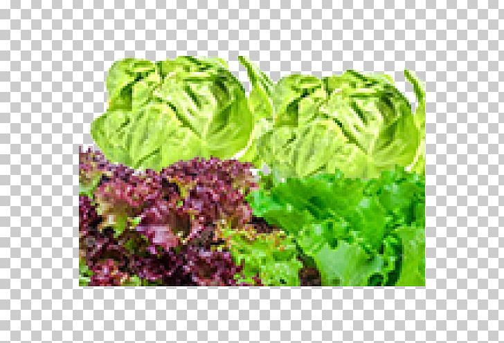Romaine Lettuce Red Leaf Lettuce Collard Greens Spring Greens Vegetarian Cuisine PNG, Clipart, Chard, Collard Greens, Food, Herb, Laitue Free PNG Download