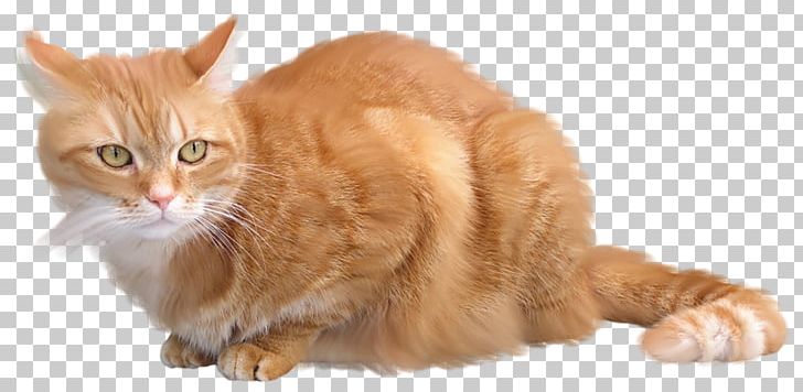 Cat Kitten PNG, Clipart, Albom, Animal, Animals, Brown, Carnivoran Free PNG Download