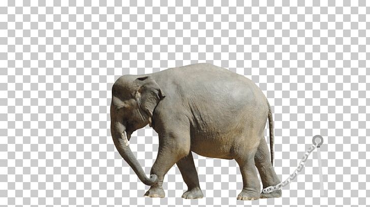 The Elephants African Elephant Asian Elephant Cruelty To Animals PNG, Clipart, African Elephant, Animals, Animal Welfare, Asian Elephant, Captivity Free PNG Download