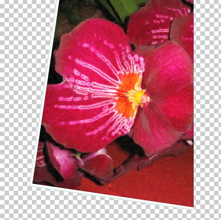 Hibiscus Magenta Herbaceous Plant PNG, Clipart, Flora, Flower, Flowering Plant, Giclee, Herbaceous Plant Free PNG Download