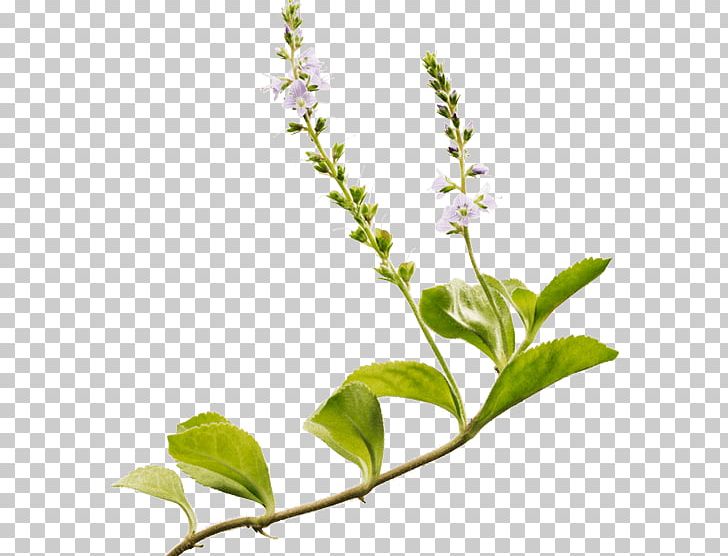 Holy Basil Ricola Herb White Horehound Heath Speedwell PNG, Clipart, Basil, Branch, Candy, Common Dandelion, Edible Flower Free PNG Download