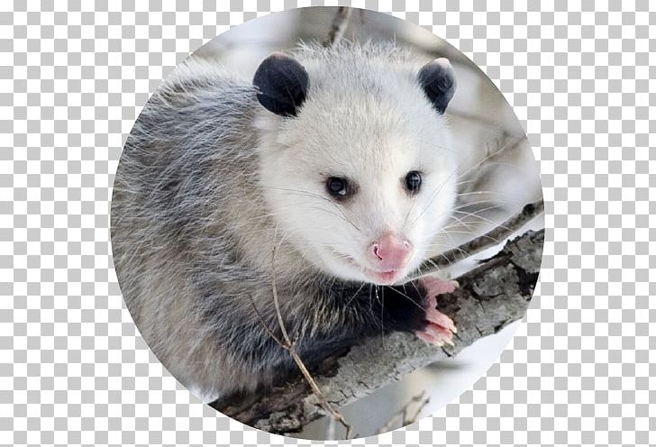 Virginia Opossum Marsupial Koala Wombat PNG, Clipart, Animal, Animals, Carrion, Common Opossum, Dormouse Free PNG Download