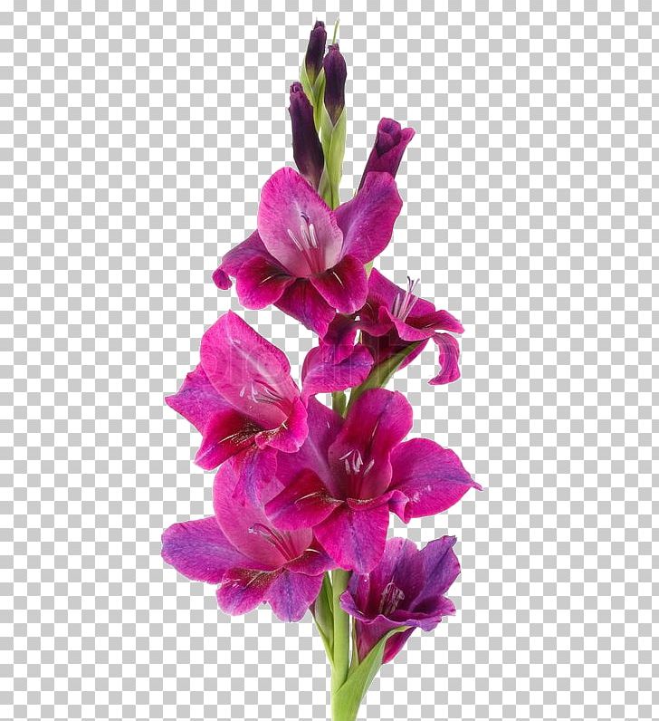 Botany Stock Photography Flower Gladiolus Murielae PNG, Clipart, Birth Flower, Blume, Botany, Cut Flowers, Flower Free PNG Download