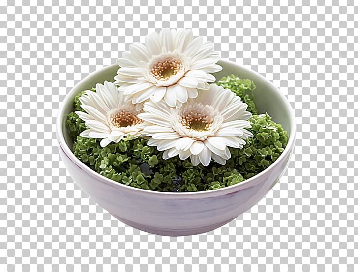 Chrysanthemum สิ่งใดเกิดขึ้นแล้ว สิ่งนั้นดีเสมอ PNG, Clipart, Chrysanthemum, Chrysanths, Cut Flowers, Daisy, Daisy Family Free PNG Download
