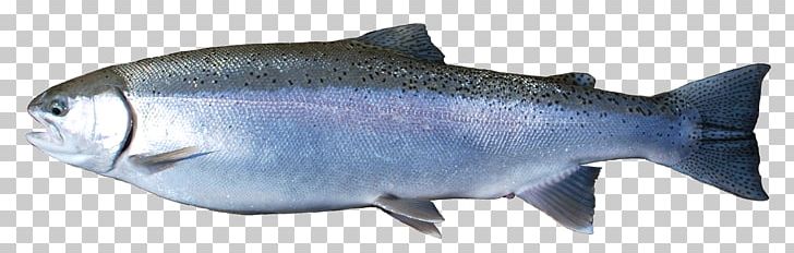 Coho Salmon Oily Fish Rainbow Trout PNG, Clipart, Animal, Animal Figure, Animals, Barramundi, Bony Fish Free PNG Download