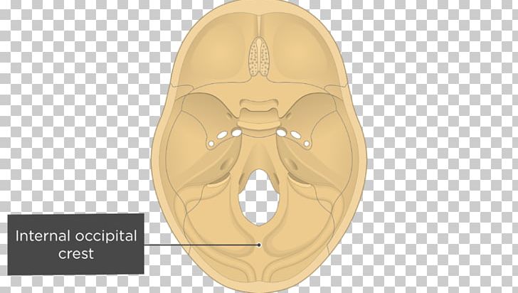 Gray's Anatomy Groove For Transverse Sinus Transverse Sinuses Internal Occipital Protuberance Skull PNG, Clipart,  Free PNG Download