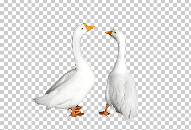 Duck Goose Cygnini American Pekin Animal PNG, Clipart, American Pekin, Animal, Animals, Beak, Bird Free PNG Download