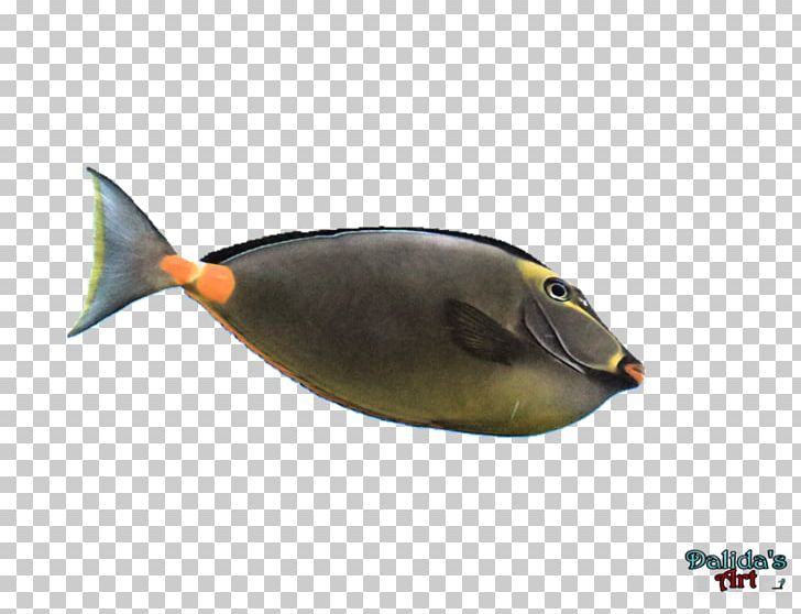 Fish PNG, Clipart, Although, Appreciate, Aquatic Ape Hypothesis, Beak, Dont Free PNG Download