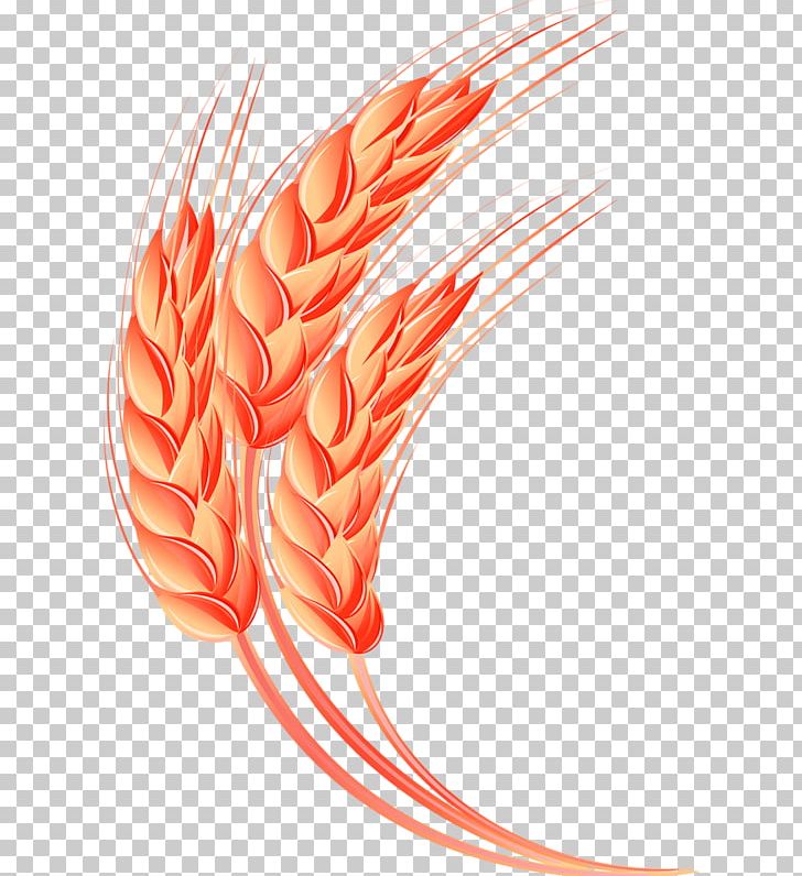 Oat Wheat Crop PNG, Clipart, Agriculture, Cartoon, Christmas Decoration, Crop, Decoration Free PNG Download