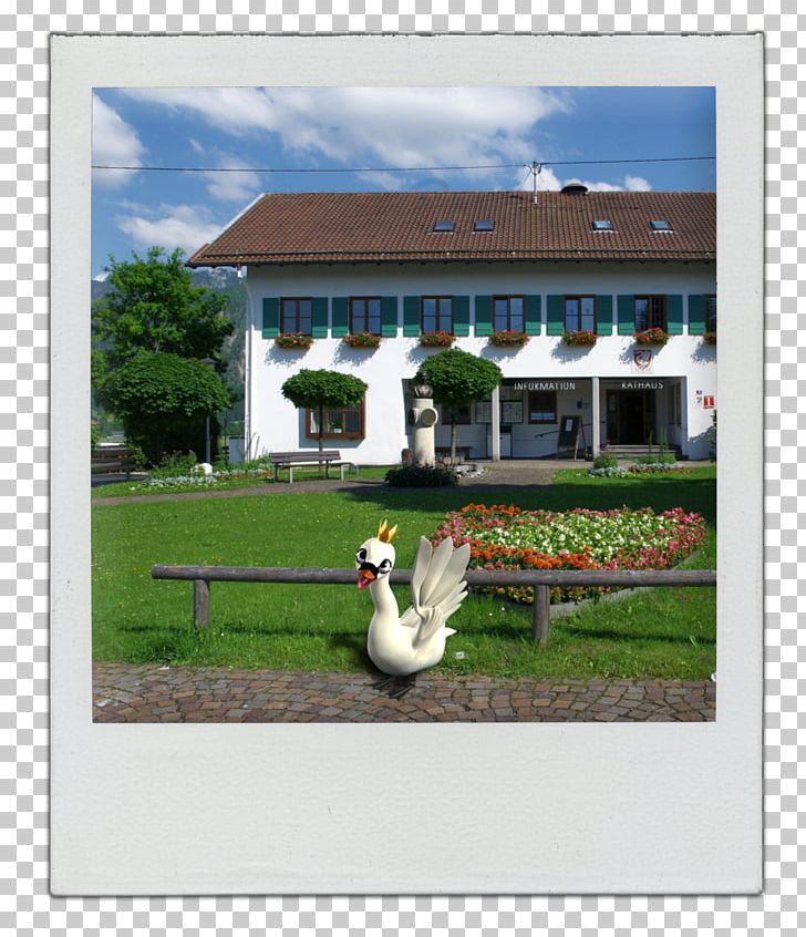 Tourist Information Schwangau Cygnini Goose Duck Water Bird PNG, Clipart, 1 July, 1 October, Animals, Bird, City Hall Free PNG Download